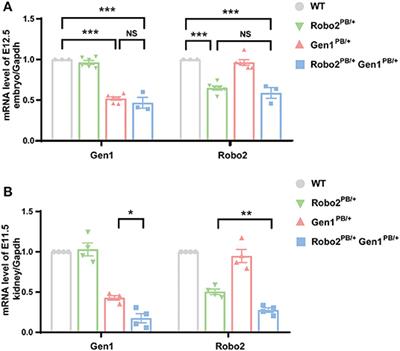 Robo2 and Gen1 Coregulate Ureteric Budding by Activating the MAPK/ERK Signaling Pathway in Mice